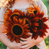 Velvet Queen Sunflower Seeds