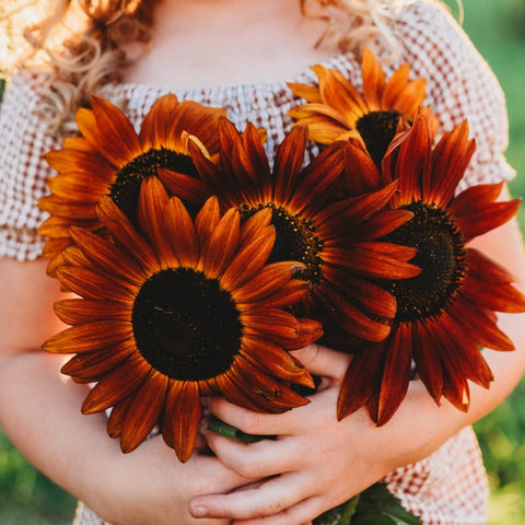 Velvet Queen Sunflower Seeds