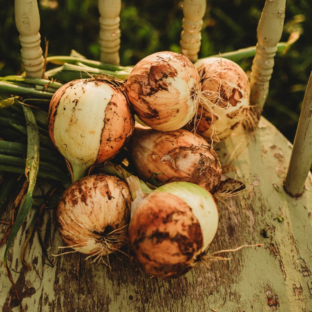 Walla Walla Heirloom Sweet Yellow Onion