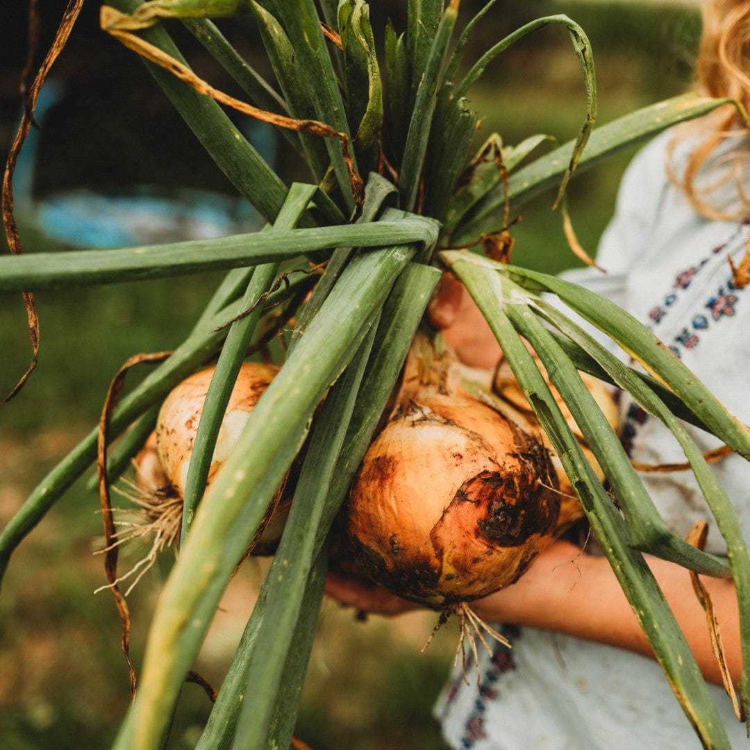 Walla Walla Heirloom Sweet Yellow Onion