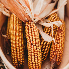 herbicides for open pollinated corn Wapsie Valley Dent Corn, 4oz Bulk (~350 Seeds)