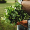 Webb's Wonderful Lettuce