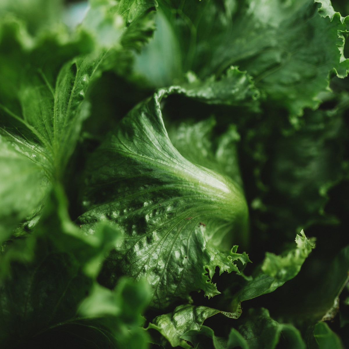 Webb&#39;s Wonderful Lettuce