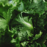 Webb's Wonderful Lettuce