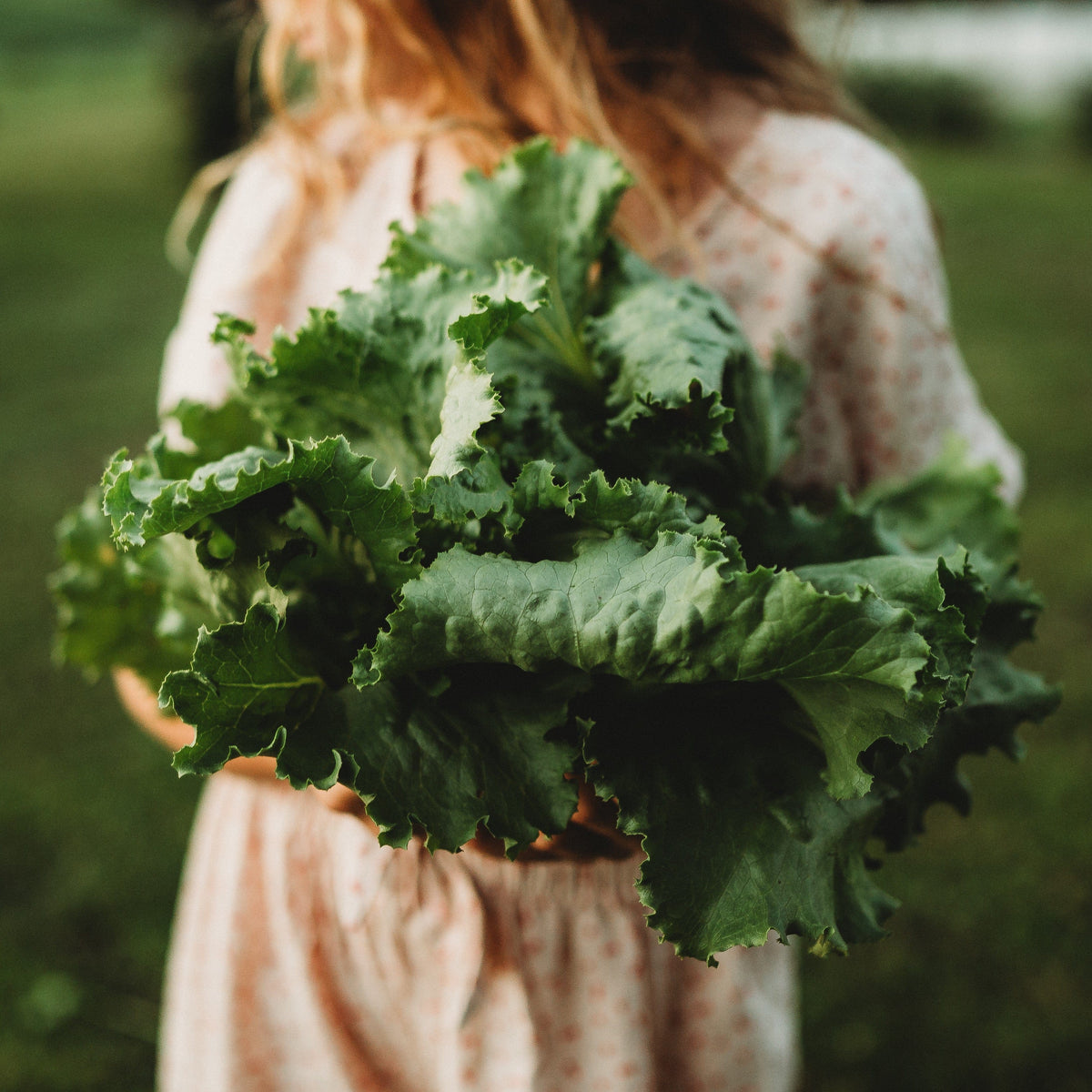 Webb&#39;s Wonderful Lettuce