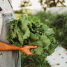 Webb's Wonderful Lettuce