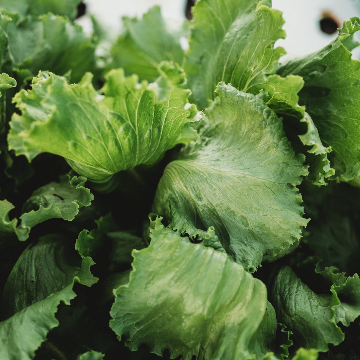 Webb&#39;s Wonderful Lettuce