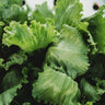 Webb's Wonderful Lettuce