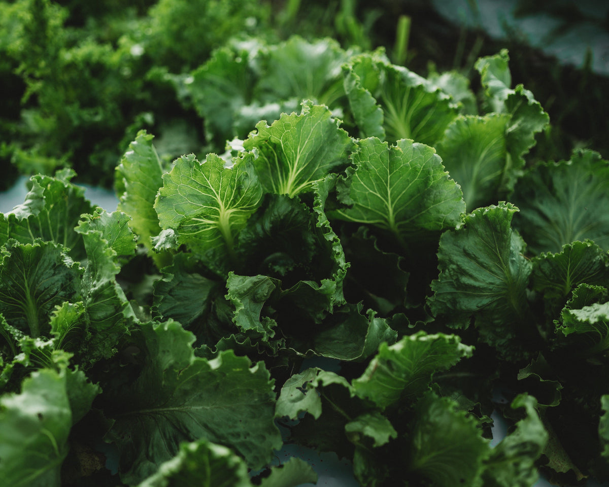 Webb&#39;s Wonderful Lettuce