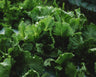 Webb's Wonderful Lettuce