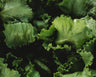 Webb's Wonderful Lettuce