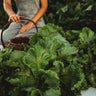 Webb's Wonderful Lettuce