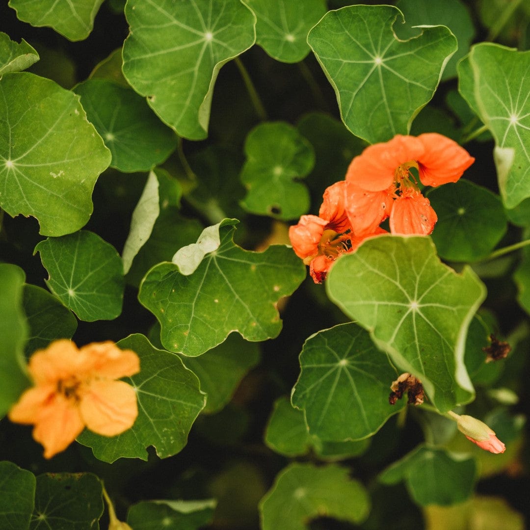 Whirlybird Nasturtium Mix