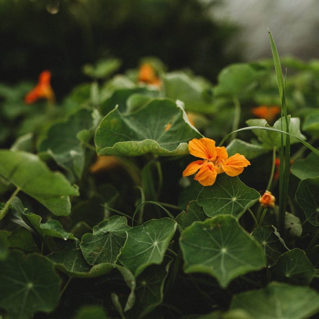 Whirlybird Nasturtium Mix