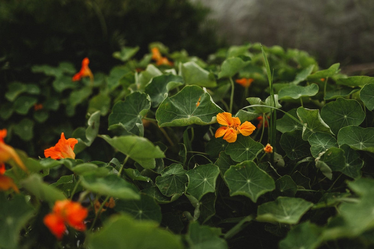 Whirlybird Nasturtium Mix