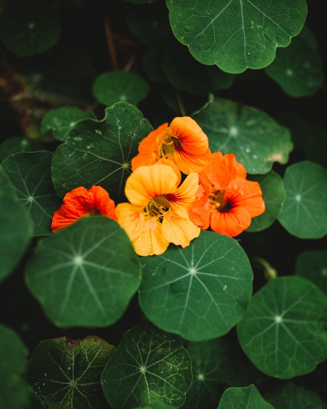 Whirlybird Nasturtium Mix