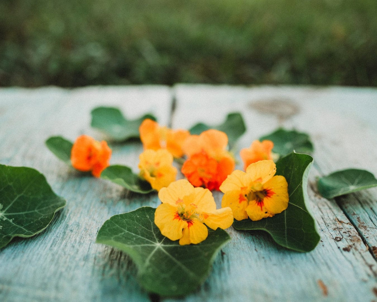 Whirlybird Nasturtium Mix