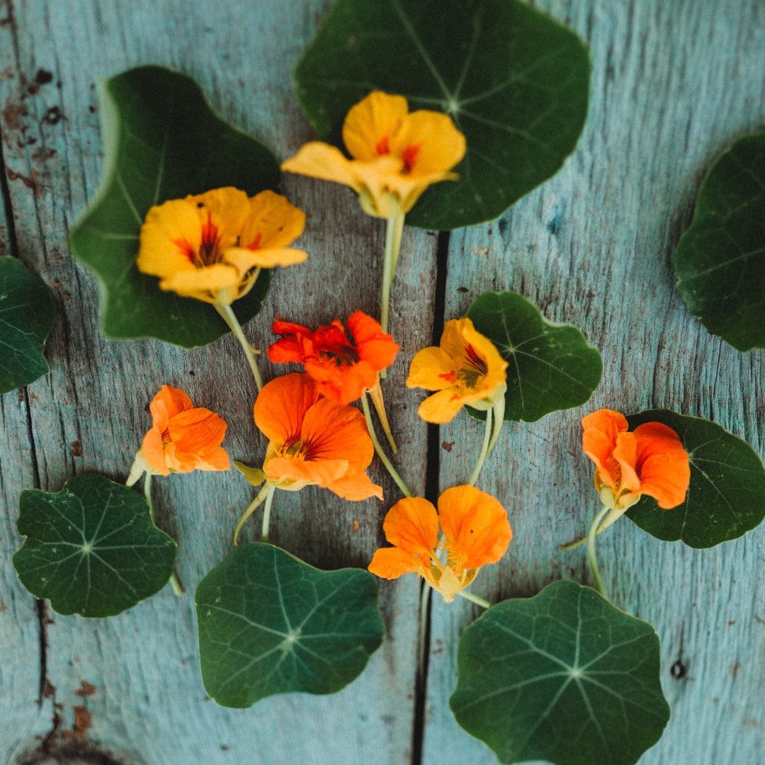 Whirlybird Nasturtium Mix