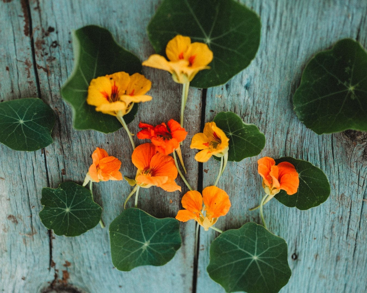 Whirlybird Nasturtium Mix