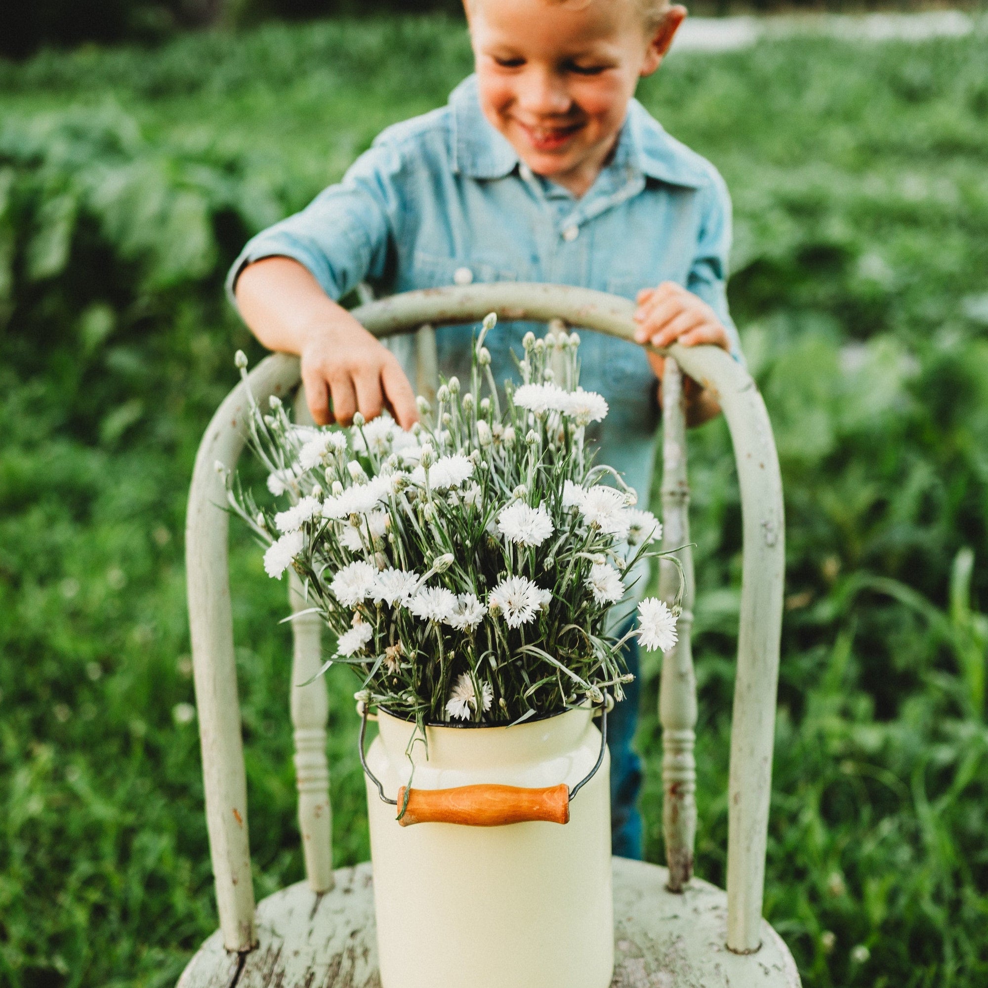 shepherds garden seeds White Bachelor's Buttons, Packet (250 Seeds)
