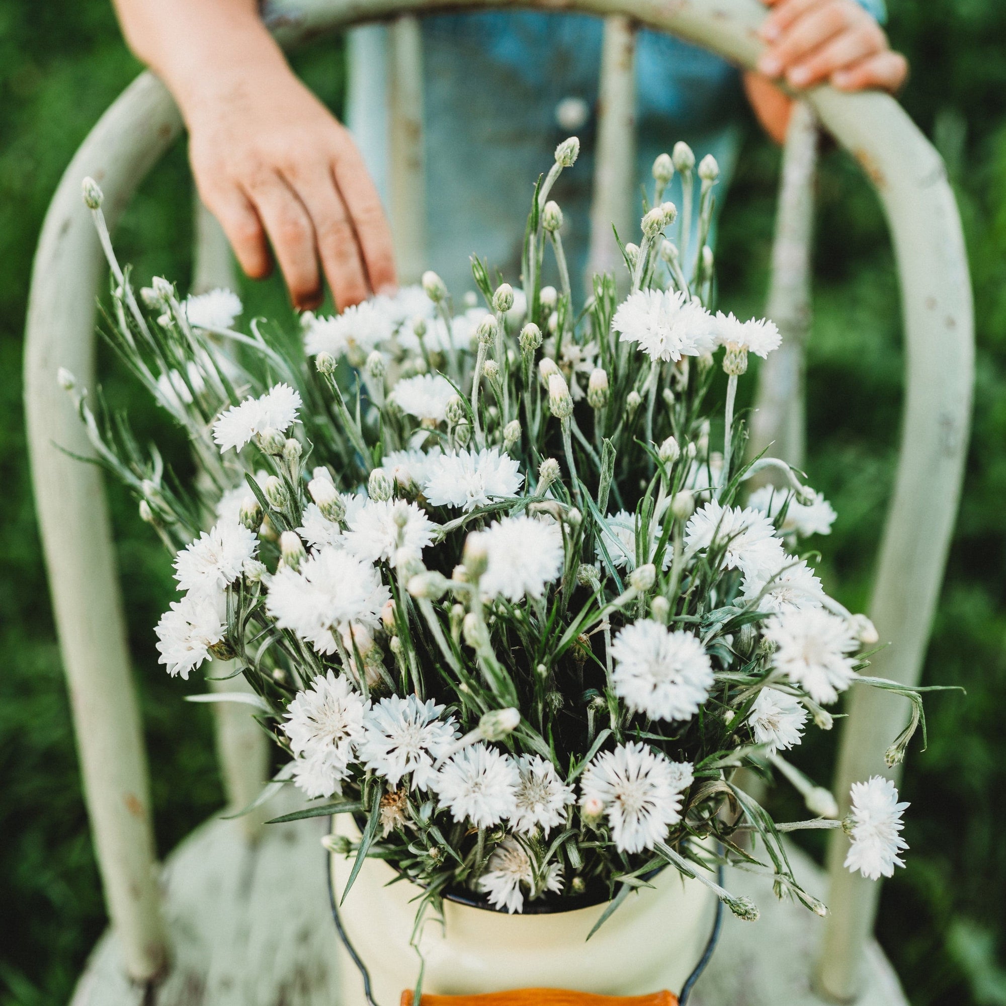 bachelor button flower seeds White Bachelor's Buttons, Packet (250 Seeds)