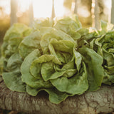 White Boston Butterhead Lettuce Seeds