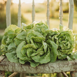 White Boston Butterhead Lettuce Seeds