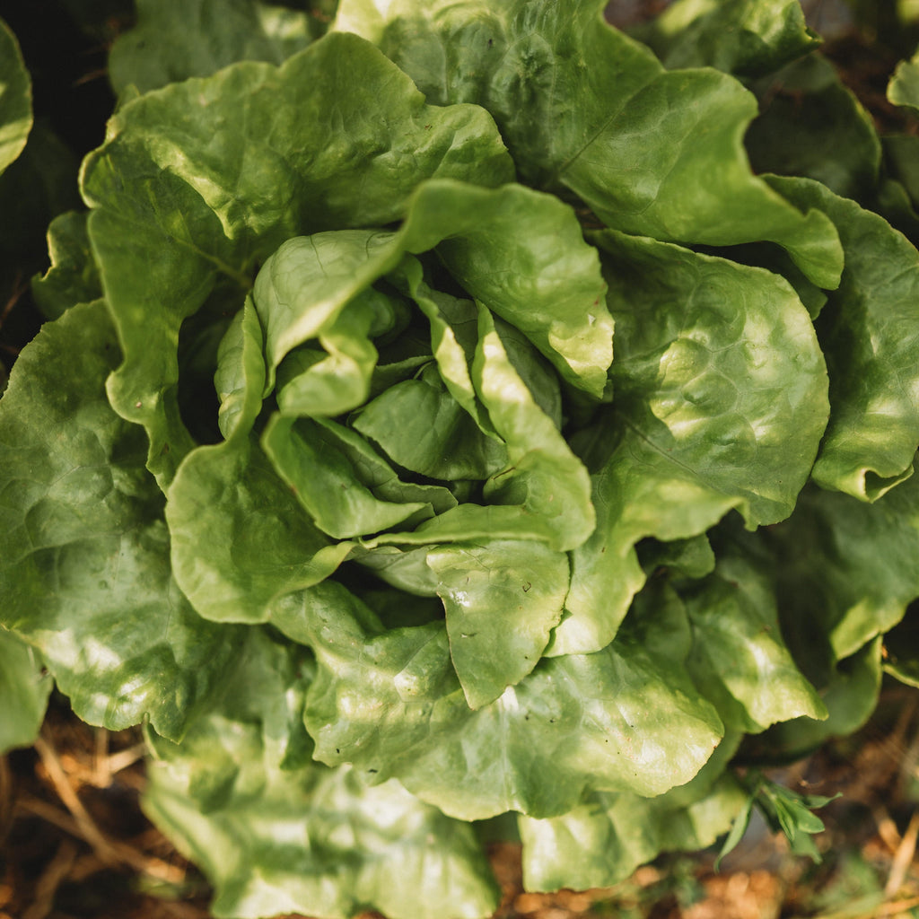 White Boston Butterhead Lettuce Seeds