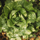 White Boston Butterhead Lettuce Seeds