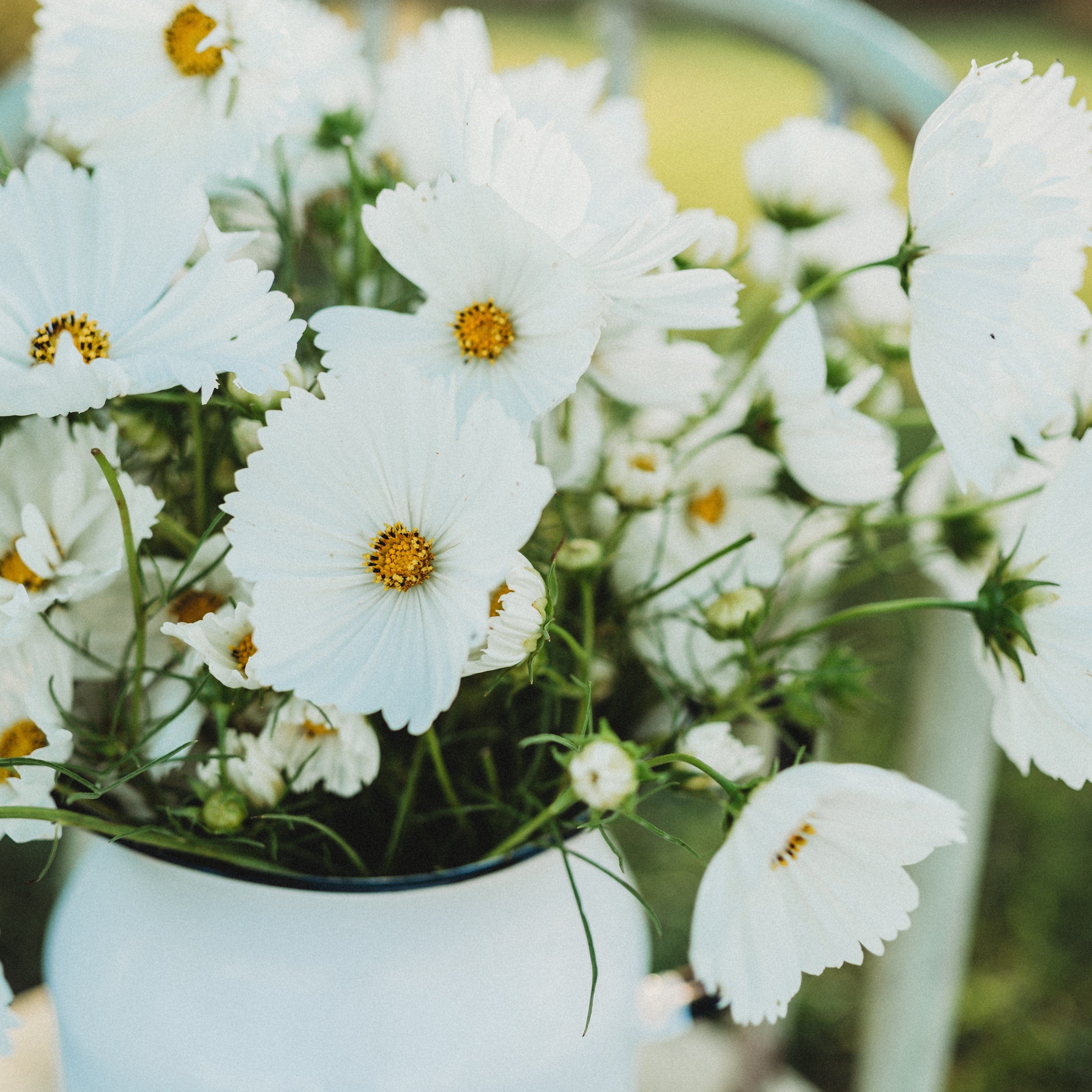 カスミソウ White Cupcake Cosmos - Thresh Seed Co.