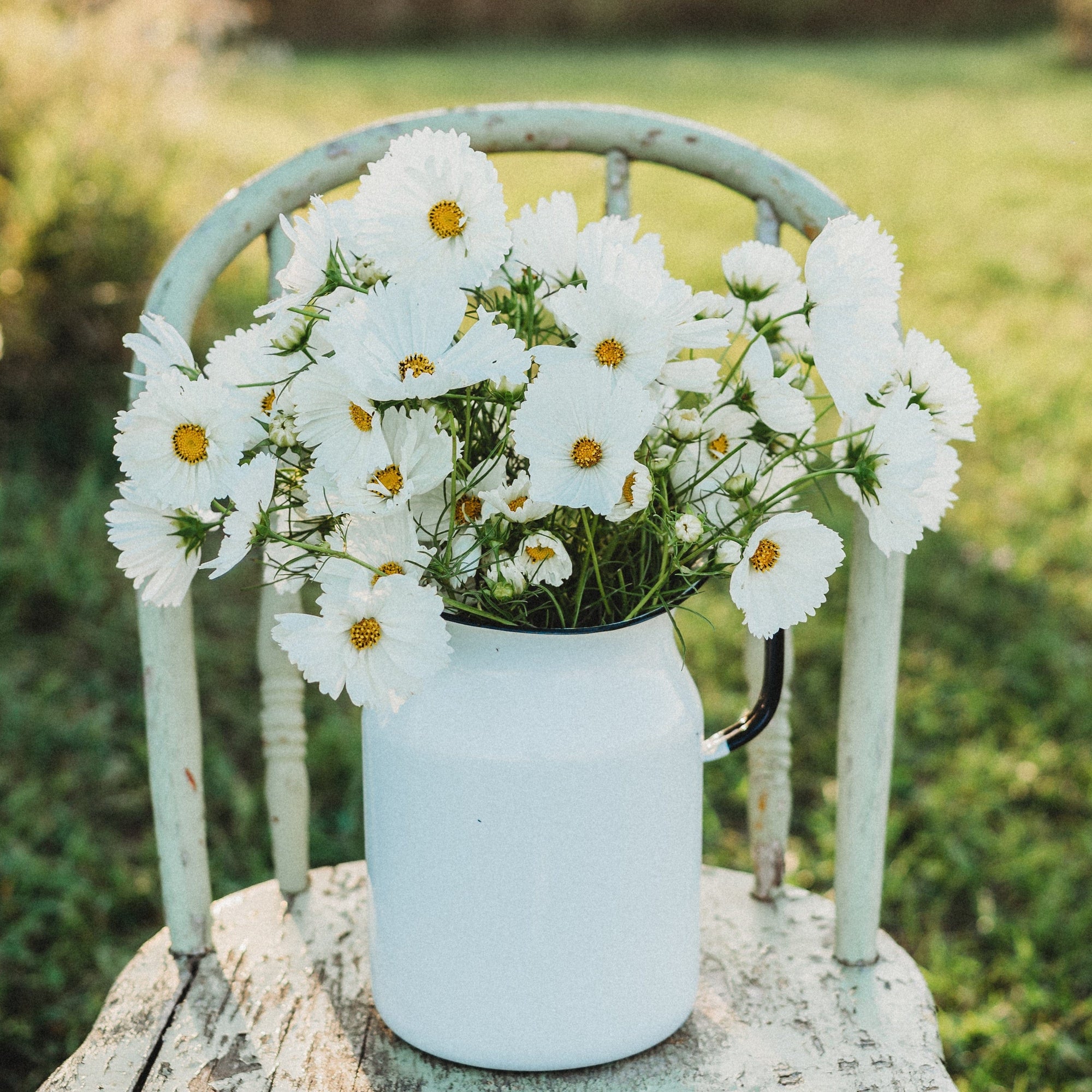 cupcake cosmos flower seeds White Cupcake Cosmos