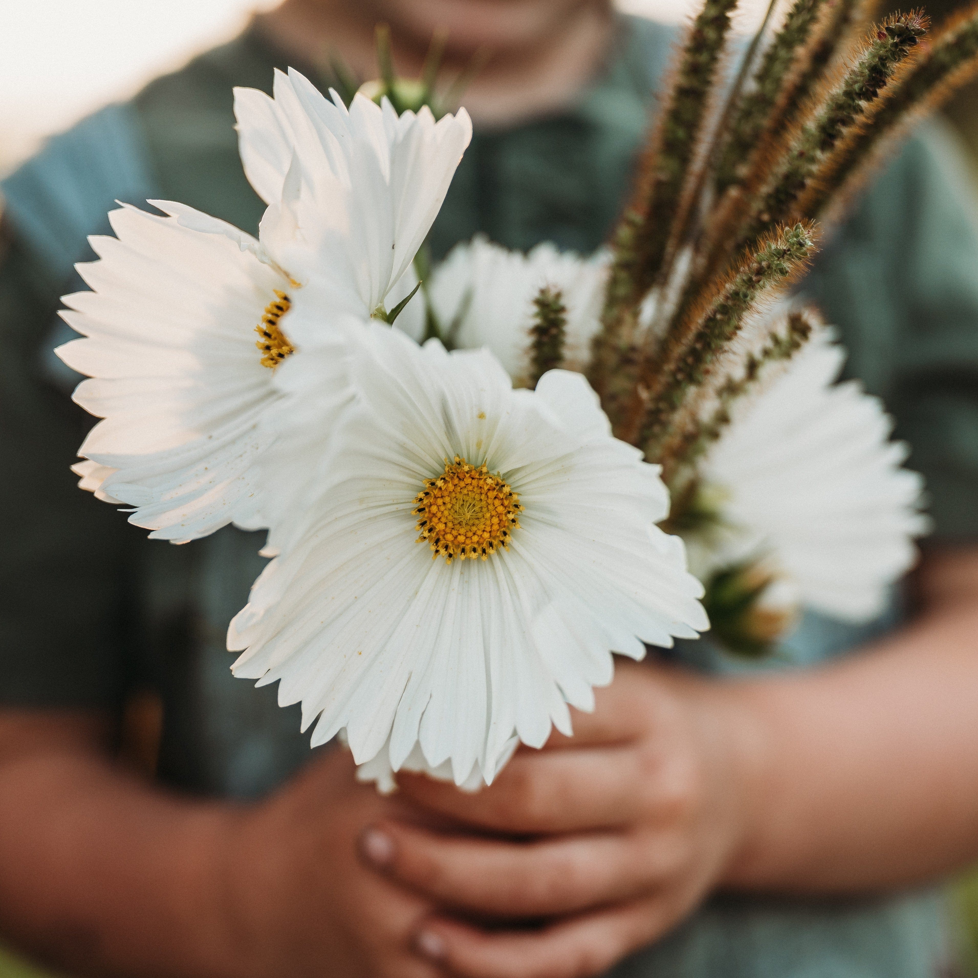 White Cupcake Cosmos - Thresh Seed Co.
