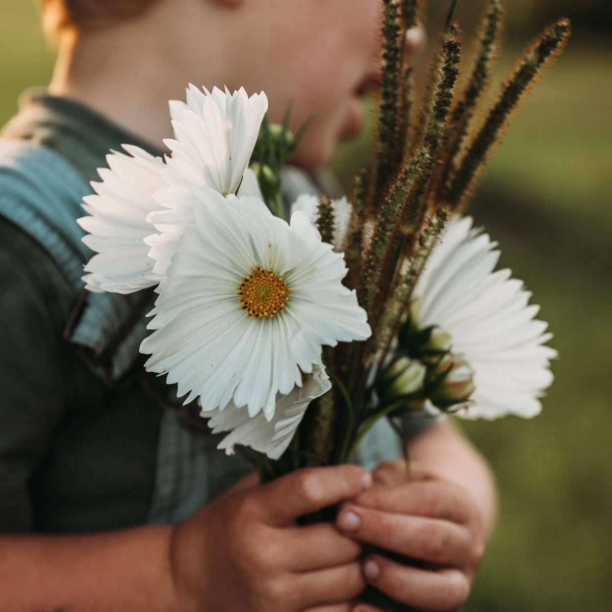 White Cupcake Cosmos