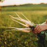 White Icicle Radish