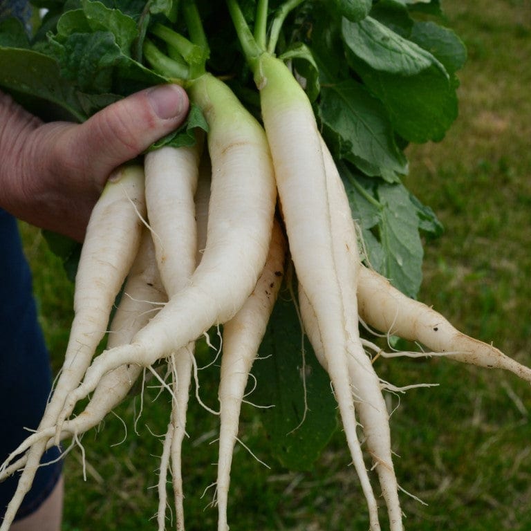 White Icicle Radish - Thresh Seed Co.