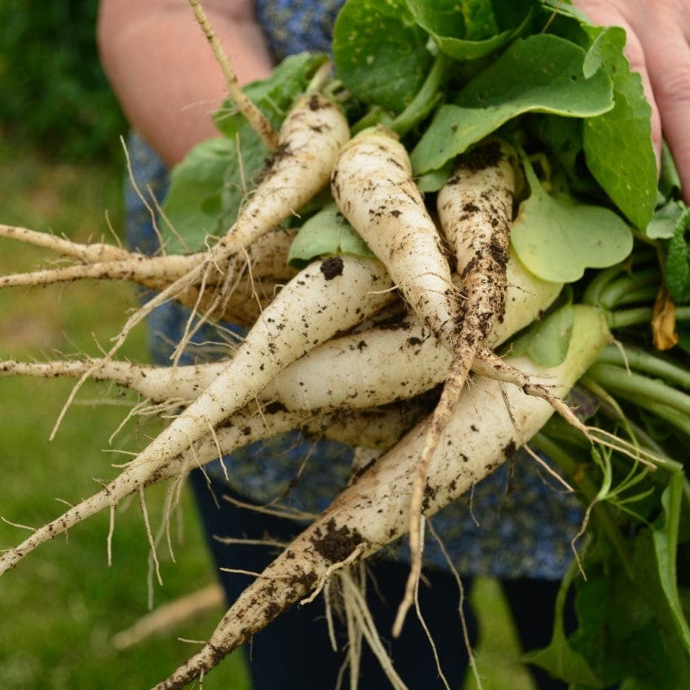 White Icicle Radish