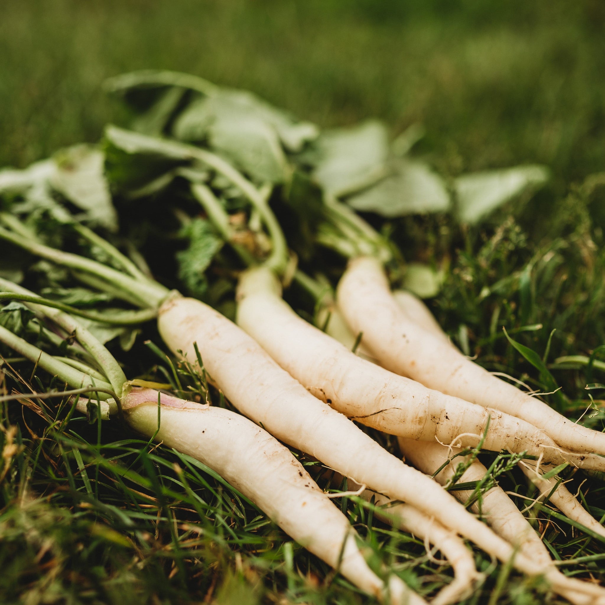 White Icicle Radish - Thresh Seed Co.