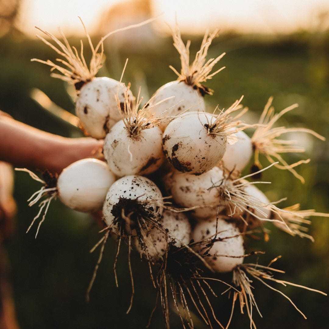 White Sweet Spanish Onion