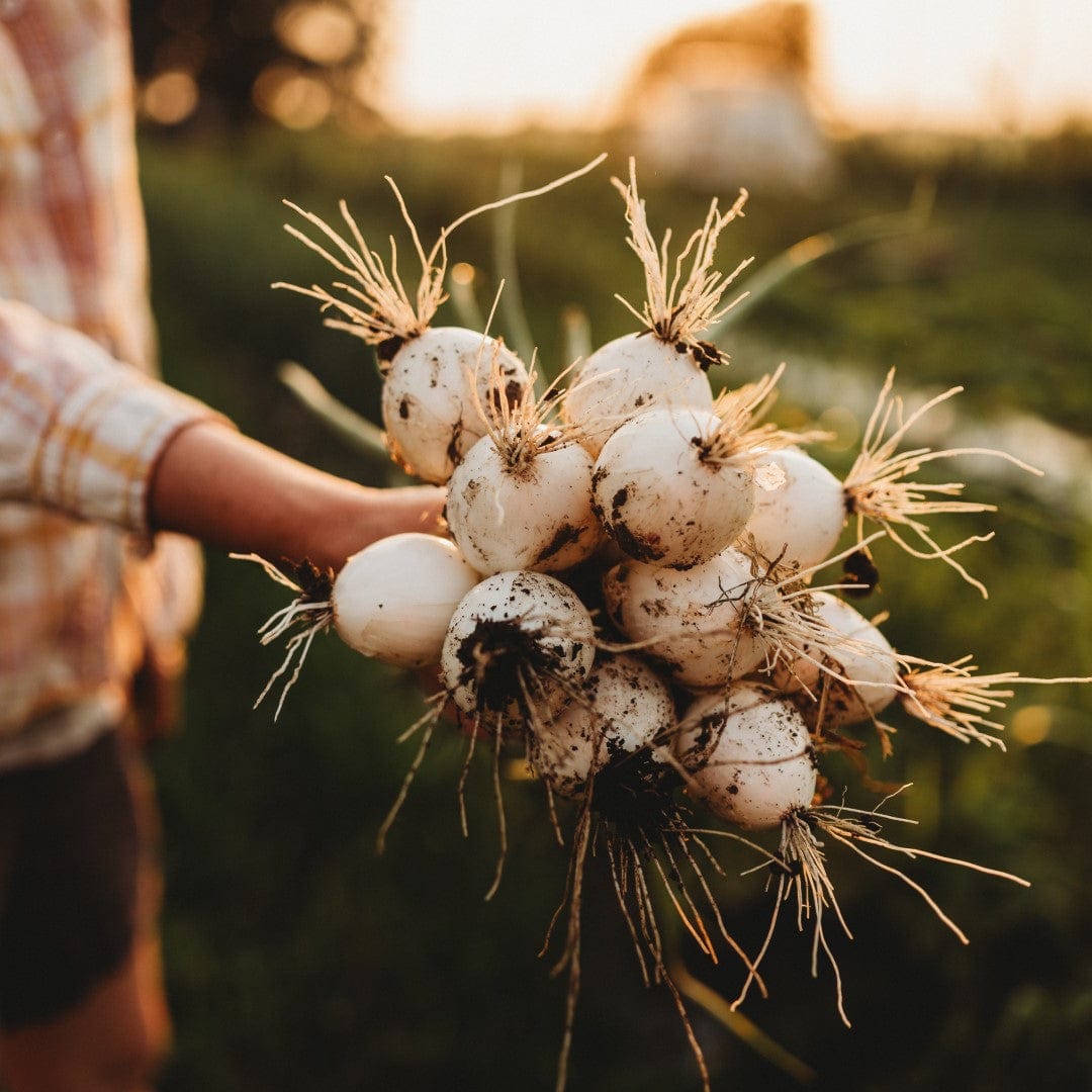 White Sweet Spanish Onion