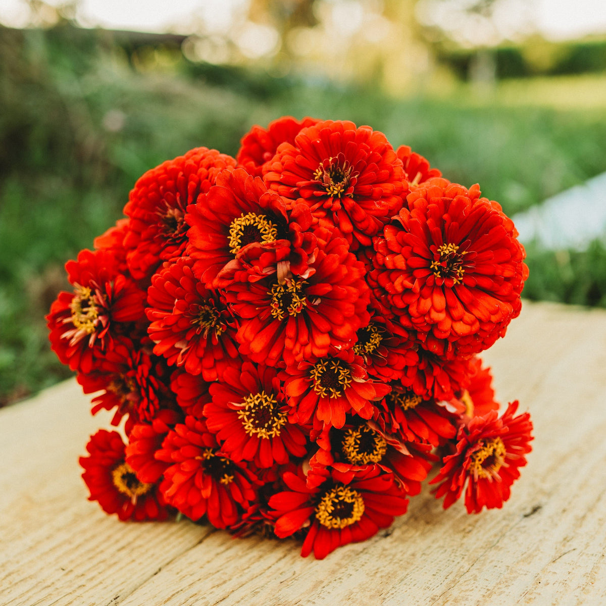 Will Rogers Zinnia