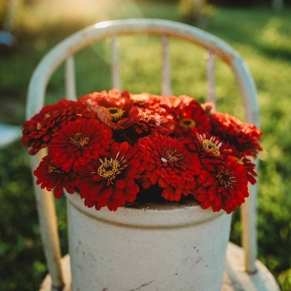 Will Rogers Zinnia