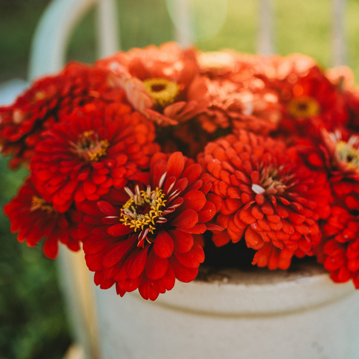 Will Rogers Zinnia
