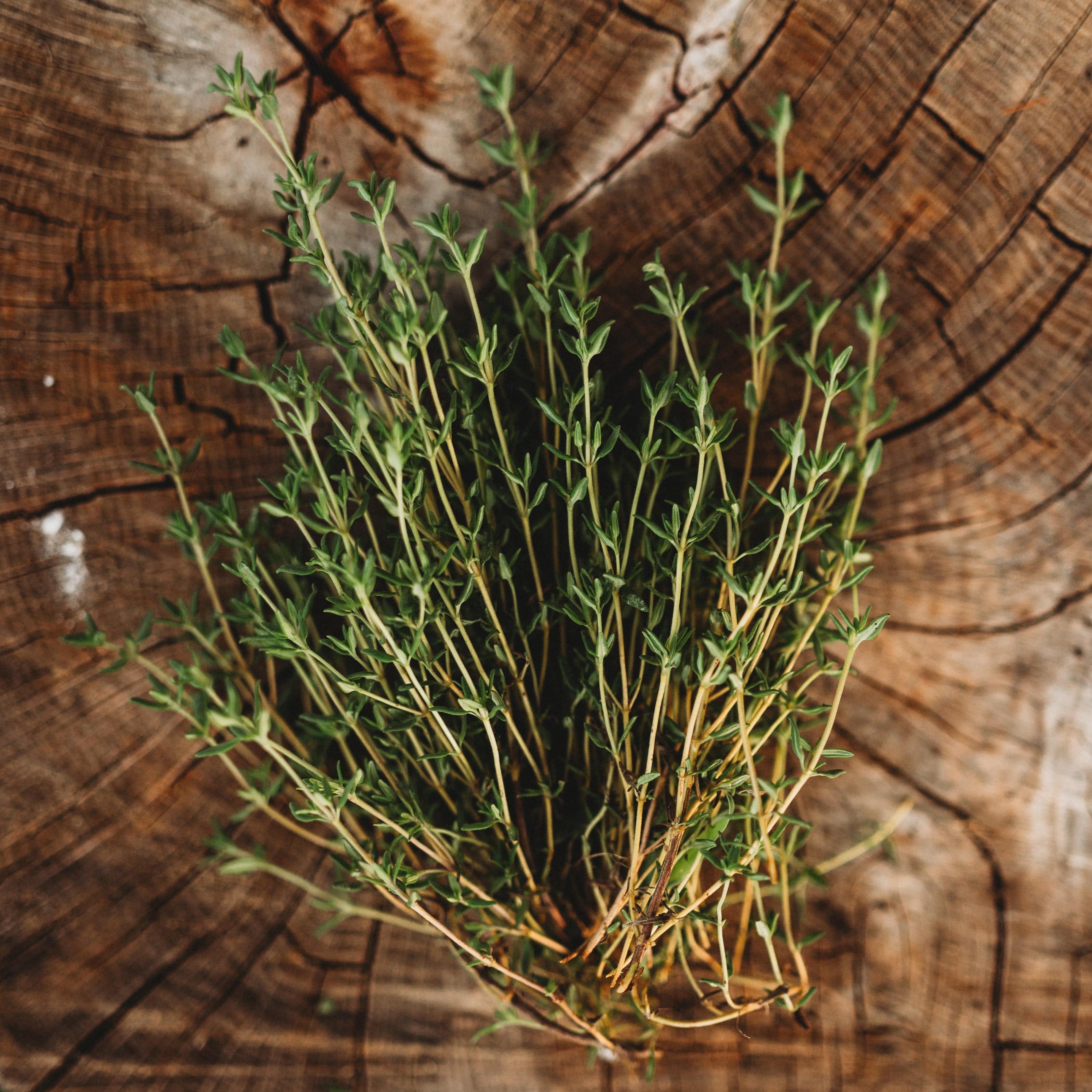 Thyme  winter-thyme-common-thyme-