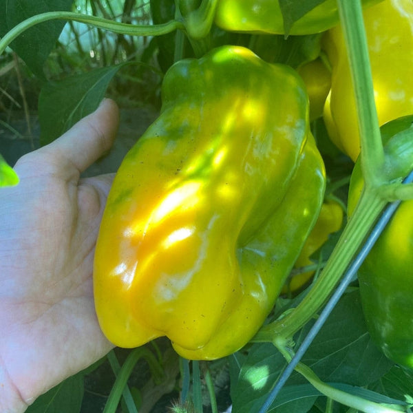 planting yellow pepper seeds Yellow Monster Pepper