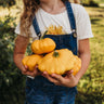 Yellow Scallop Bush Squash (Patty Pan)