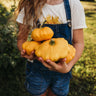 Yellow Scallop Bush Squash (Patty Pan)