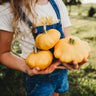 Yellow Scallop Bush Squash (Patty Pan)