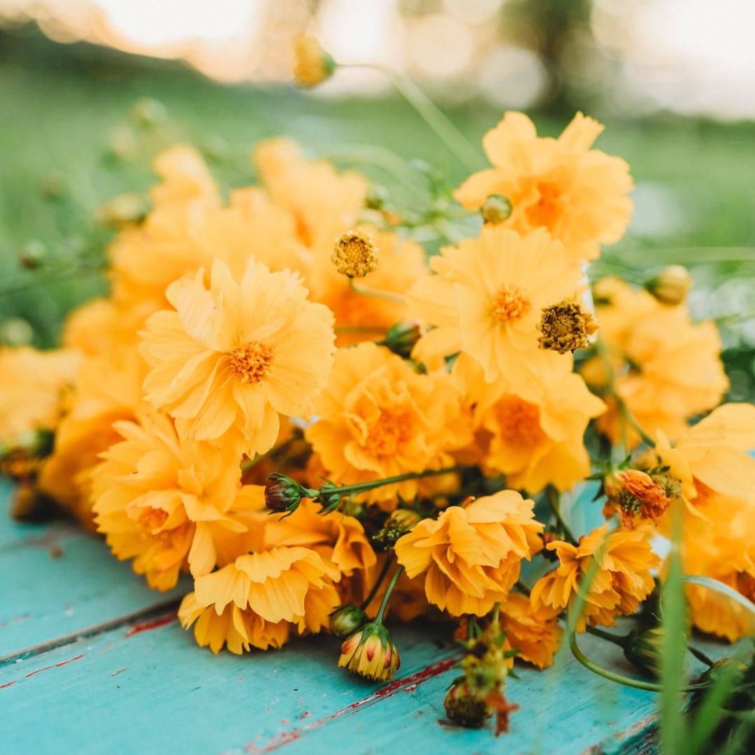 Yellow Sulphur Cosmos