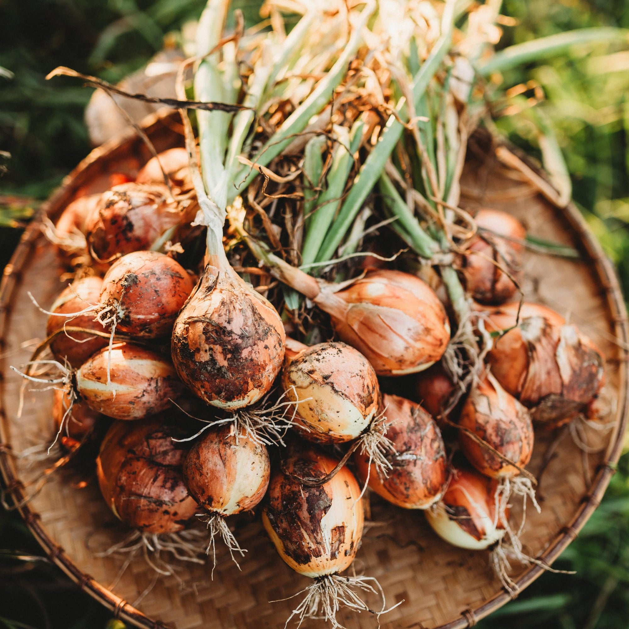 planting spanish onion seeds Yellow Sweet Spanish Onion, Packet (250 Seeds)