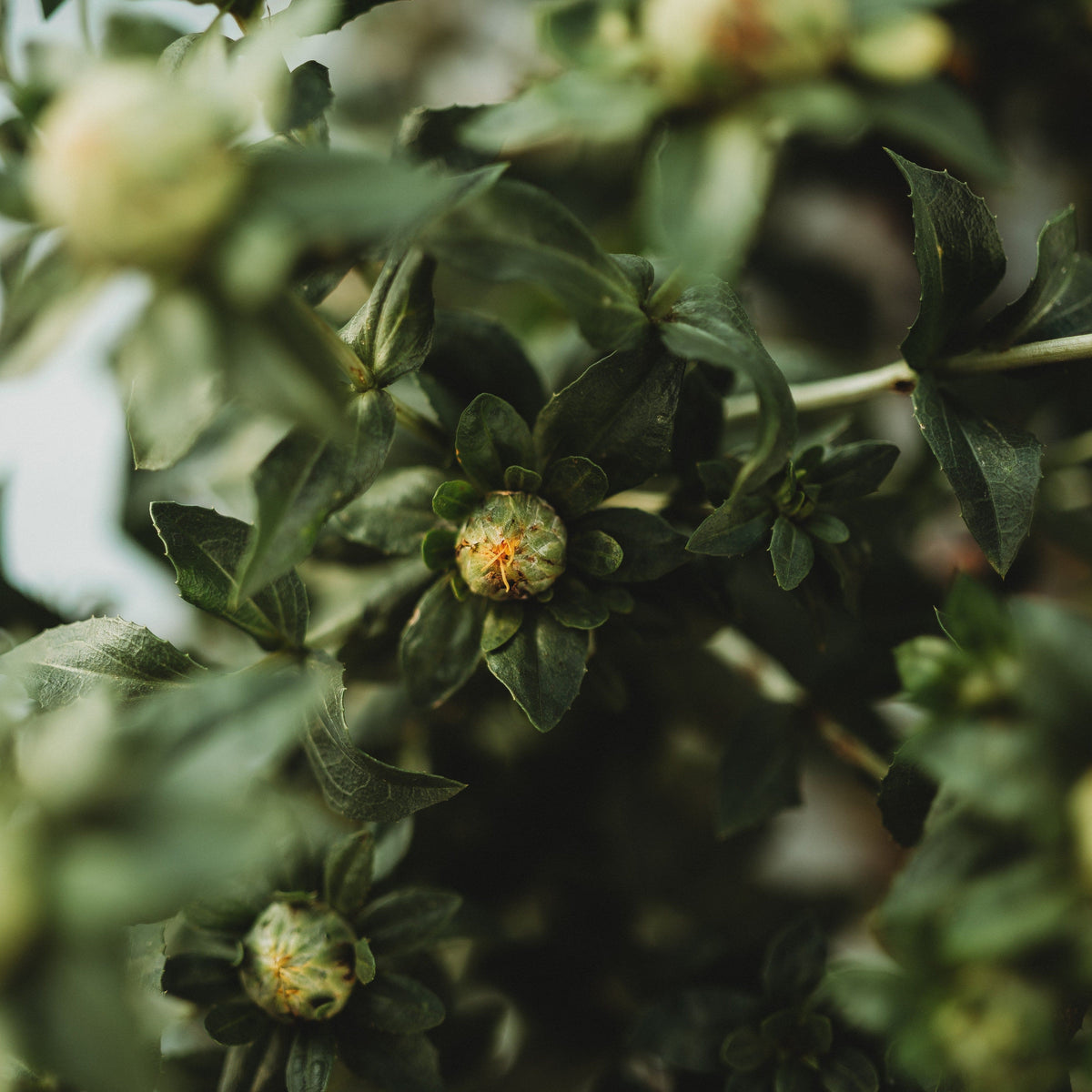 Zanzibar Safflower